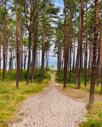 Dirt road amidst trees in forest