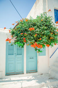 Low angle view of flowers against building