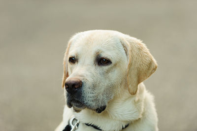 Close-up portrait of dog