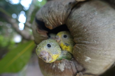 Close-up of parrot