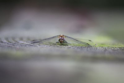 Close-up of dragonfly 