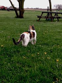 Dog standing on grassy field