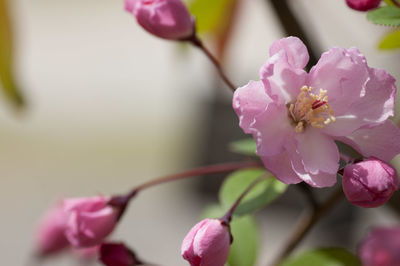 Close-up of pink cherry blossom