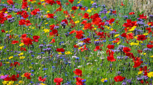 Full frame shot of red poppy flowers on field