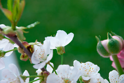 Close-up of white flowering plant