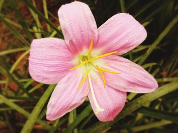 Close-up of wet pink day lily blooming outdoors