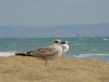 Seagull on beach