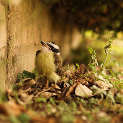 Close-up of bird perching on a land