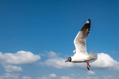 Seagull flying on beautiful blue sky