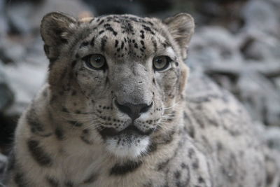 Close-up portrait of a snow leopard
