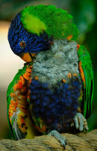 Close-up of parrot perching on branch