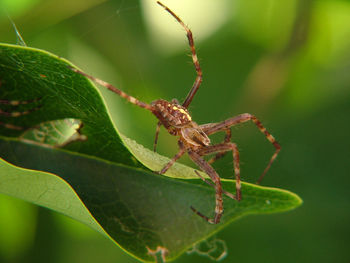 Close-up of insect on leaf