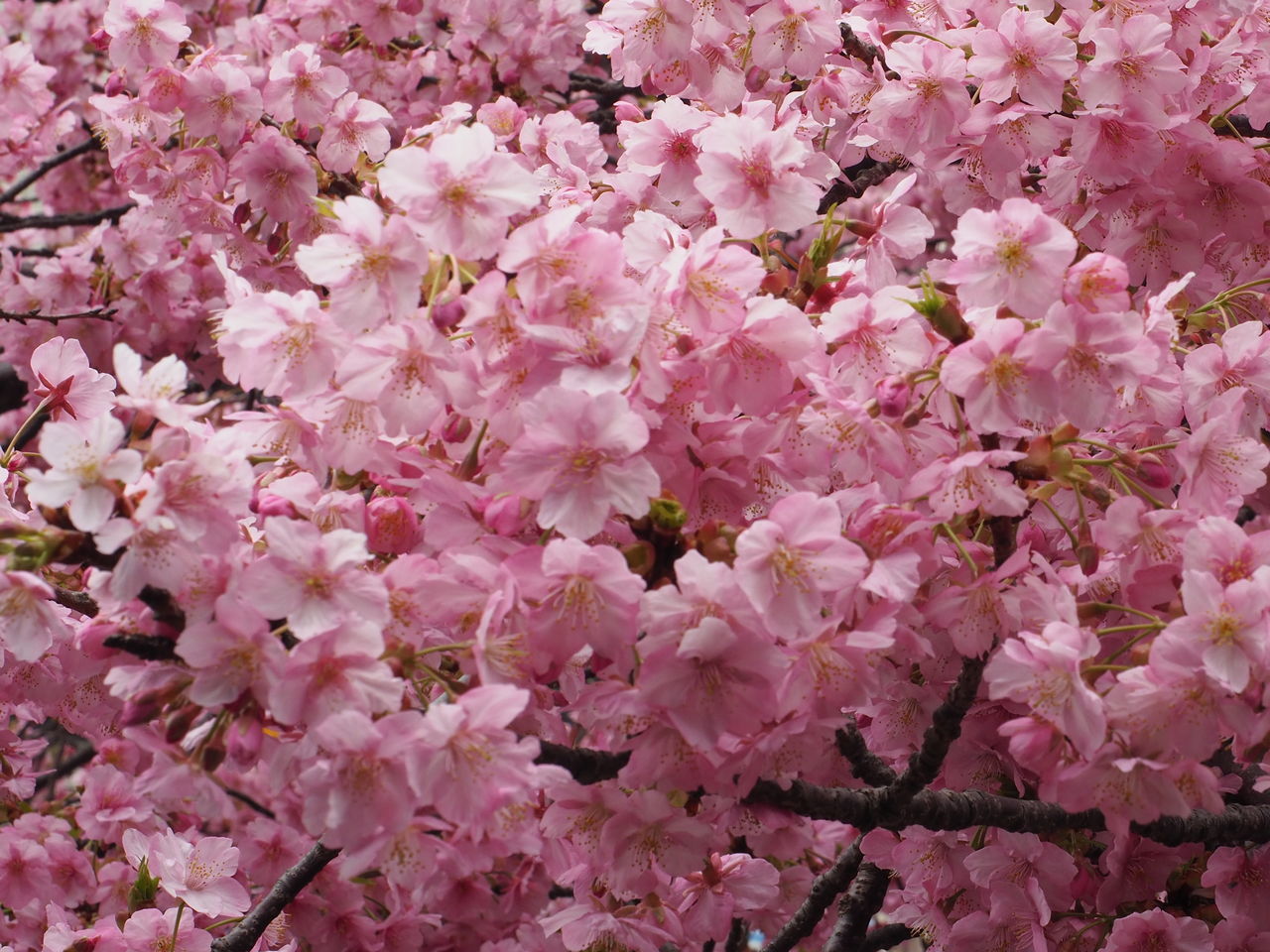 FULL FRAME SHOT OF PINK CHERRY BLOSSOM