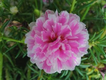 Close-up of pink flowers