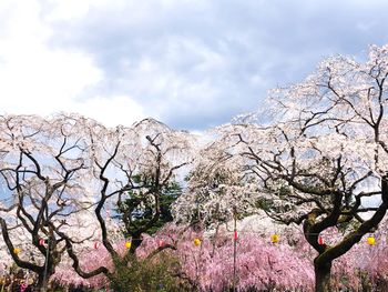 Low angle view of cherry blossoms against sky