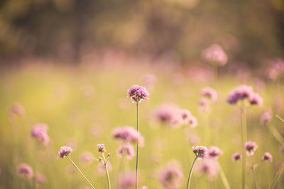 Close-up of pink flowering plants on field