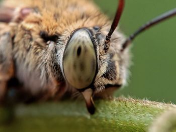 Close-up of butterfly, bee