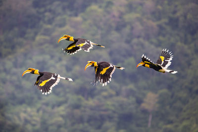 Low angle view of birds flying