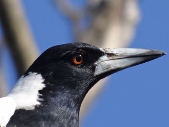 Close-up of australian magpie looking away