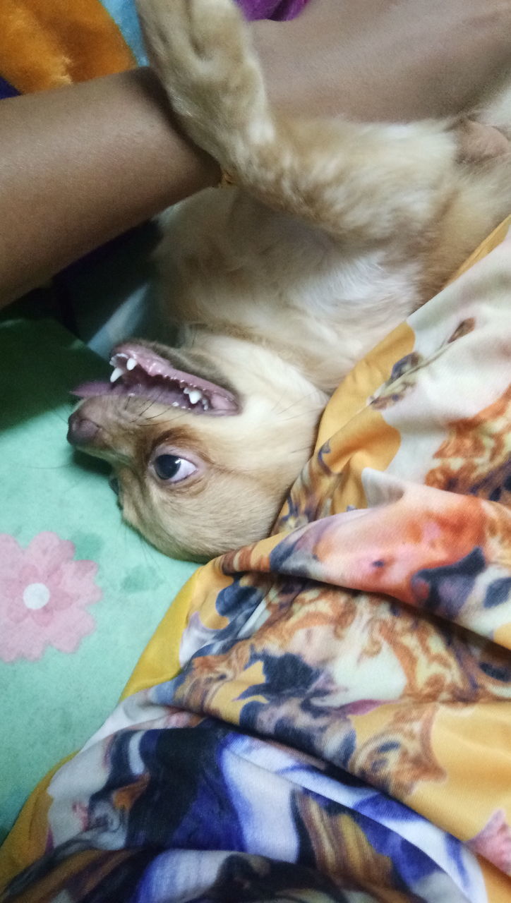 HIGH ANGLE VIEW OF DOG ON BED