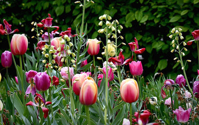 Close-up of pink tulips