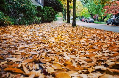 Close-up of leaves during autumn