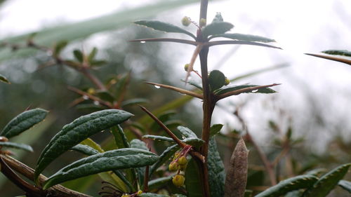 Close-up of wet plant