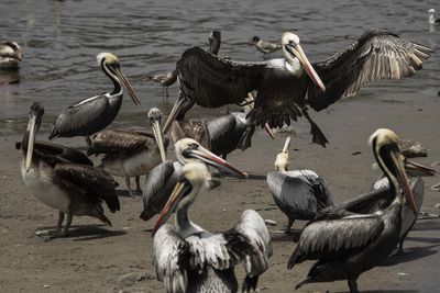 Flock of birds on beach