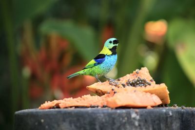 Close-up of bird perching on a leaf
