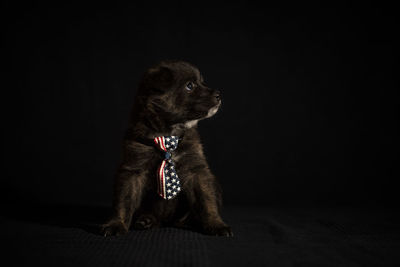 Close-up of dog looking away over black background