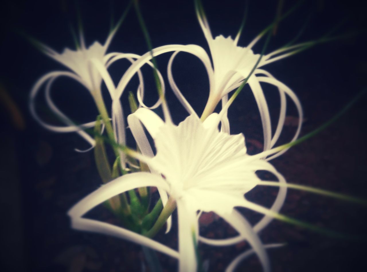 flower, petal, flower head, fragility, freshness, growth, beauty in nature, close-up, single flower, plant, nature, blooming, white color, stem, in bloom, pollen, stamen, focus on foreground, no people, botany