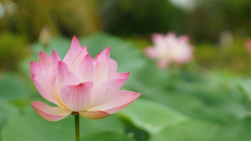 Close-up of pink water lily