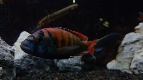 Close-up of fish swimming in sea