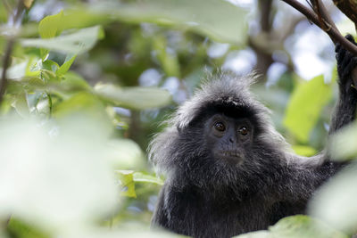 Close-up portrait of a monkey