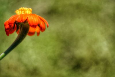 Close-up of orange flower blooming in park