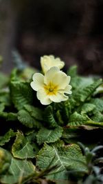 Close-up of yellow flower