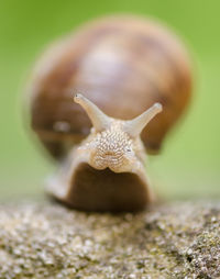 Close-up of snail on rock