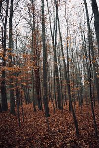 Trees growing in forest during autumn