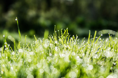 Close-up of wet plants on field