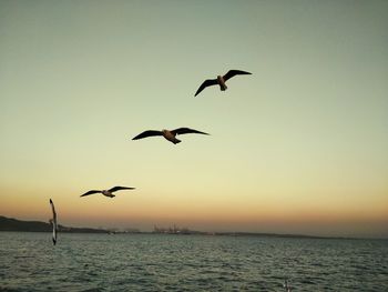 Birds flying over sea against clear sky