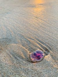High angle view of starfish on beach