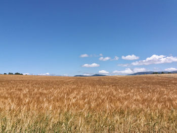 Scenic view of field against blue sky