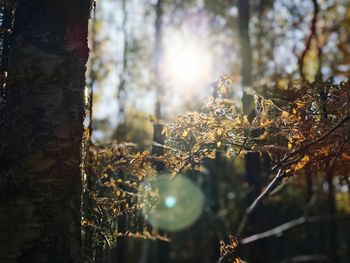 Close-up of lichen growing on tree trunk in forest