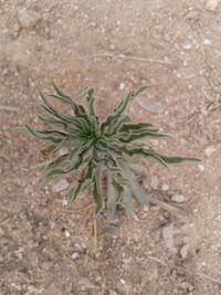 Close-up of plant on field