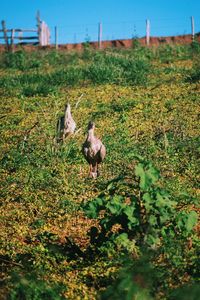 Grass grazing on grassy field