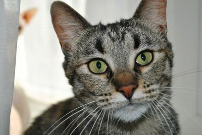 Close-up portrait of cat