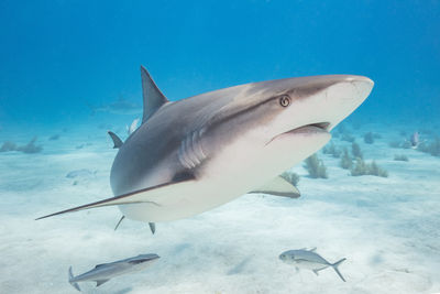 Close encounter of a caribbean reef shark, bahamas