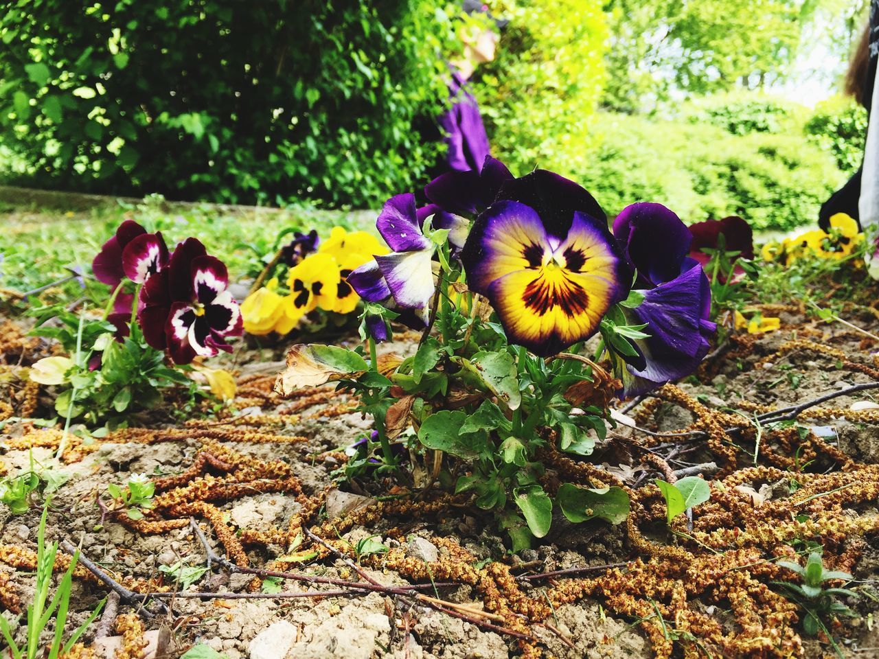 CLOSE-UP OF PURPLE FLOWERING PLANTS