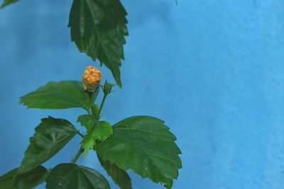 Close-up of green plant against blue sky