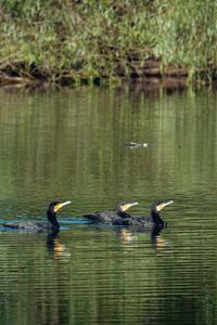 Ducks swimming in lake